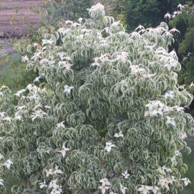 Japanski cvjetni drijen 'Peve Limbo'
