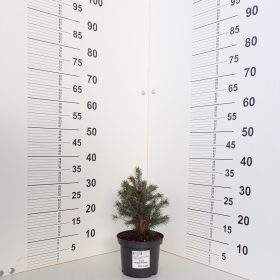 PICEA ENGELMANI