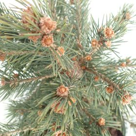 Picea engelmanii