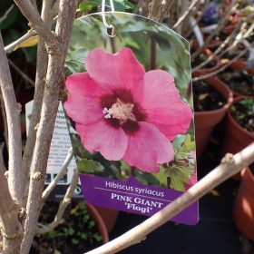 Hibiskus 'Pink Giant'