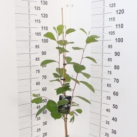 PTEROSTYRAX