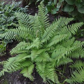 Polystichum setiferum