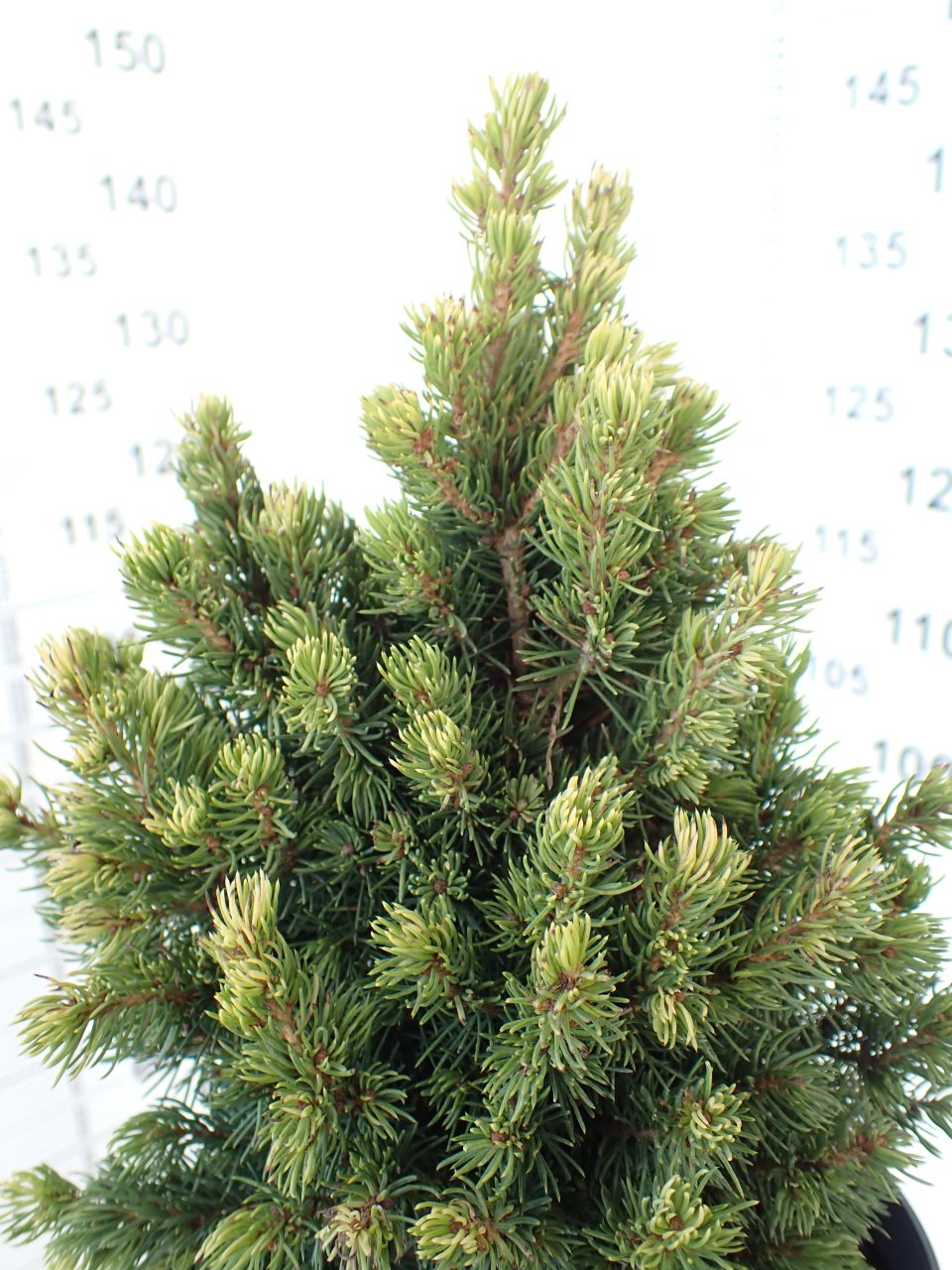 Picea 'Rainbow's End' - Slika 3