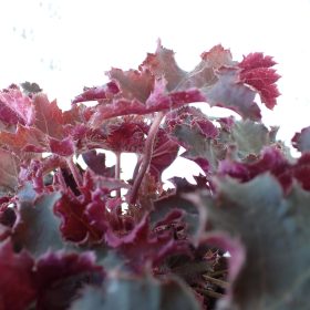 Koraljni zvončić 'Rex Red'