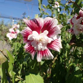 Hibiskus 'Starburst Chiffon'