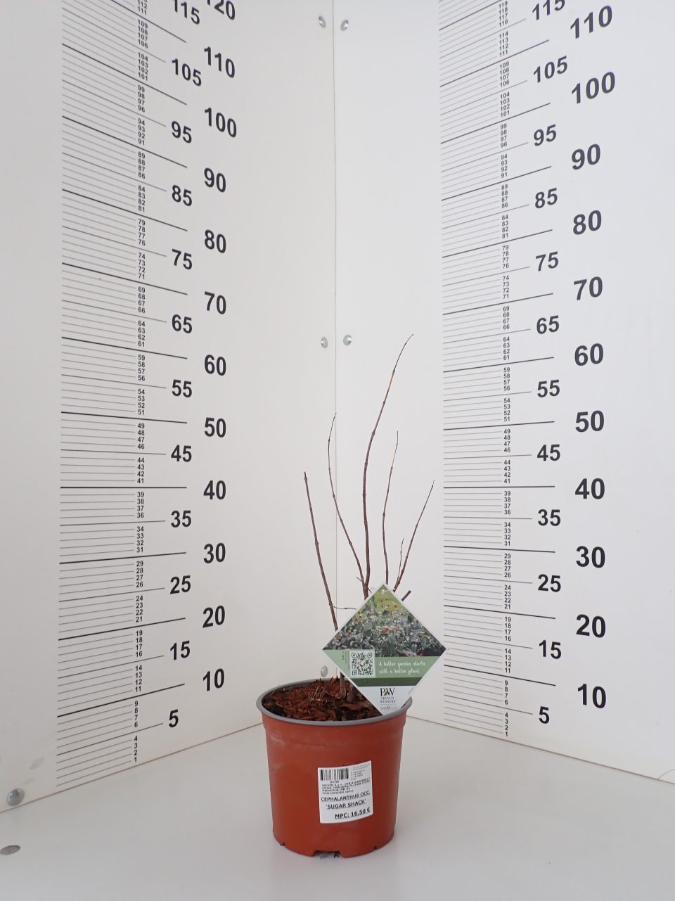 Cephalanthus 'Sugar Shack' - Slika 2