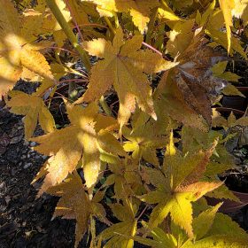 Japanski javor 'Summer Gold'
