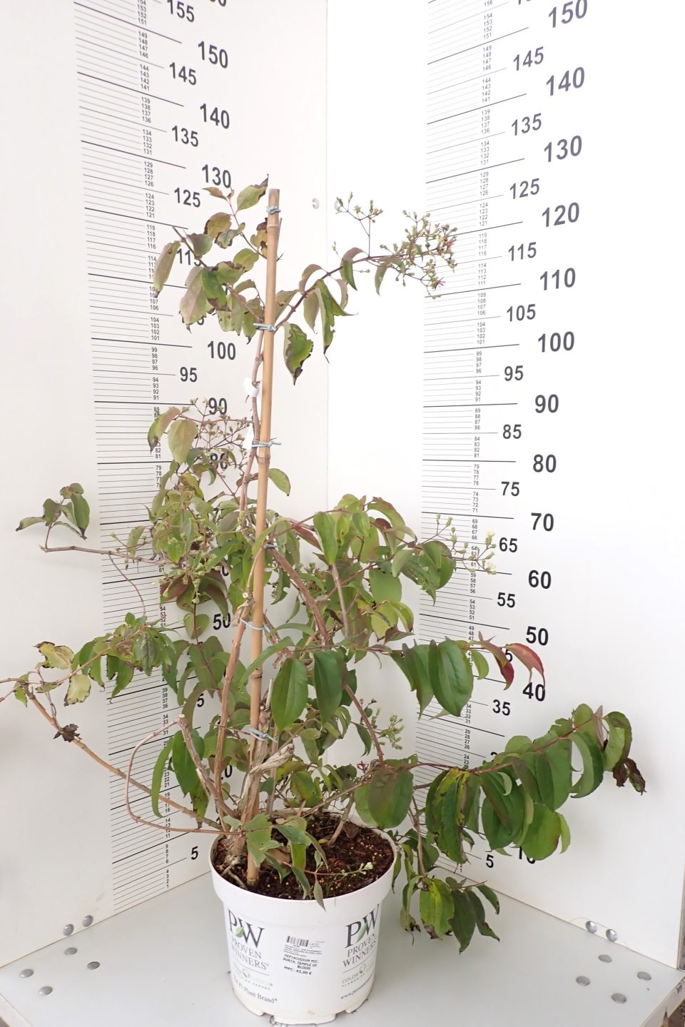 Heptacodium 'Temple of Bloom' - Slika 2