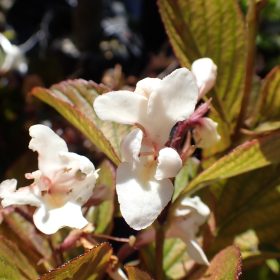 Weigela 'Black and White'
