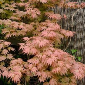 Japanski javor 'Ariadne'