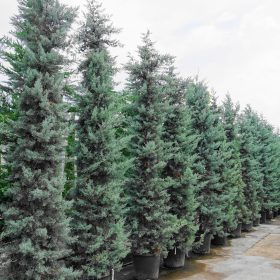 Arizonski čempres 'Fastigiata'