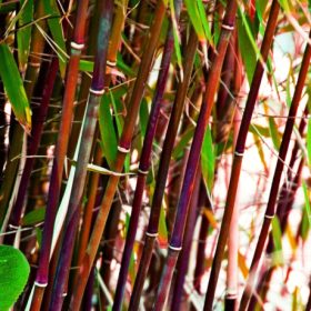 Fargesia 'Asian Wonder'