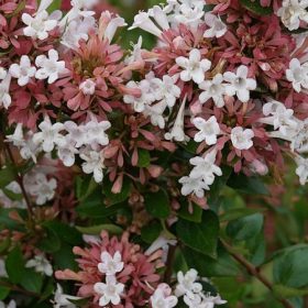 Abelia 'Autumn Festival'