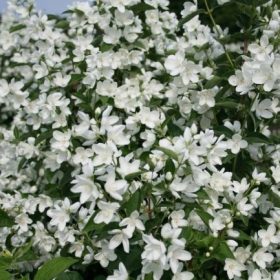 Pajasmin 'Balet Motylkow'