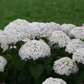 Hortenzija 'BellaRagazza®Blanchetta'