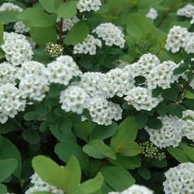 Spiraea betulifolia