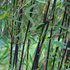 Fargesia 'Black Pearl'