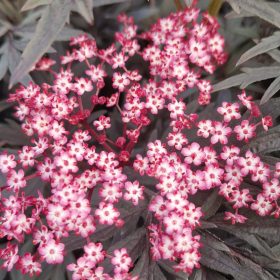 Bezeg 'Cherry Lace'