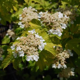 Viburnum 'Compactum'