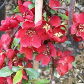 Chaenomeles 'Crimson and Gold'
