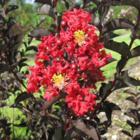 Indijski jorgovan 'Black Diamond® Crimson Red'