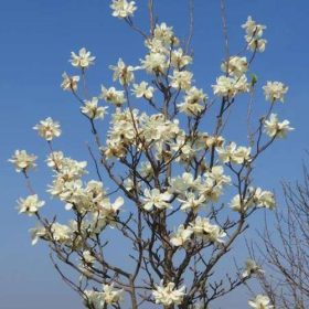 Magnolia 'Double Diamond'