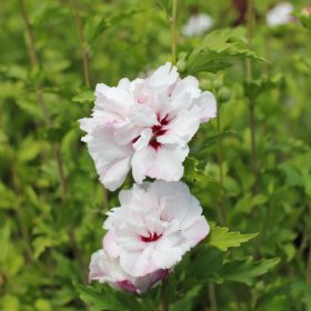 Hibiskus 'French Cabaret Pastel'