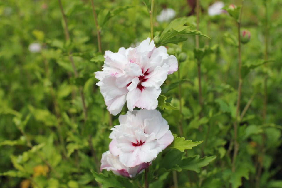 Hibiskus 'French Cabaret Pastel'