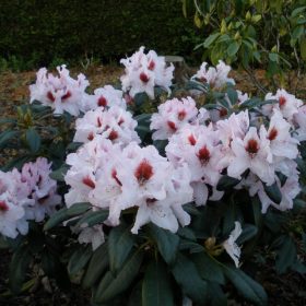Rododendron 'Grafitto'