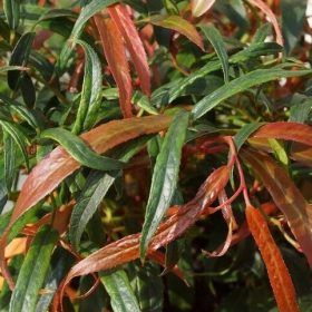 Leucothoe 'Halloween'