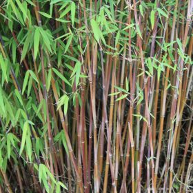 Fargesia 'Jiuzhaigou 8'