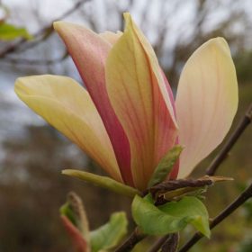 Magnolia 'Woodsman'