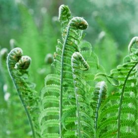 Matteuccia struthiopteris