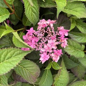 Hortenzija 'Morning Glory'