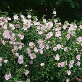Hibiskus 'Pink Chiffon'