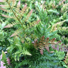 Dryopteris 'Prolifica'