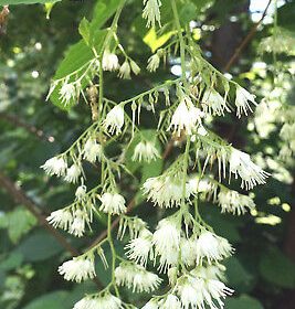 Pterostyrax corymbosa