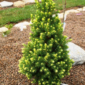Picea 'Rainbow's End'