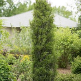 Krkavina 'Fastigiata'