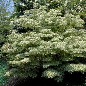 Japanski cvjetni drijen 'Samzam'