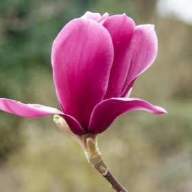 Magnolia 'Shirazz'