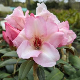Rododendron 'Silver Copper'