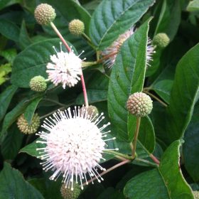 Cephalanthus 'Sugar Shack'
