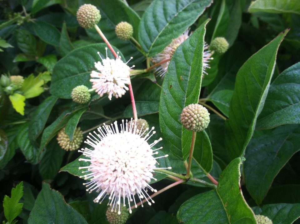 Cephalanthus 'Sugar Shack'