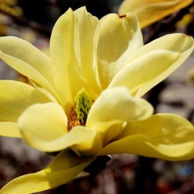Magnolia 'Sunburst'