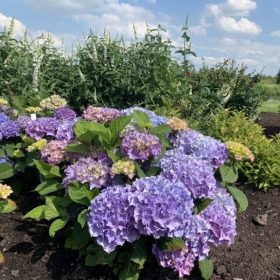 Hortenzija 'Flair & Flavours® Sweet Marshmallow'