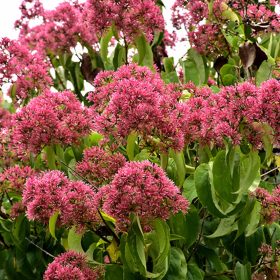 Heptacodium 'Temple of Bloom'
