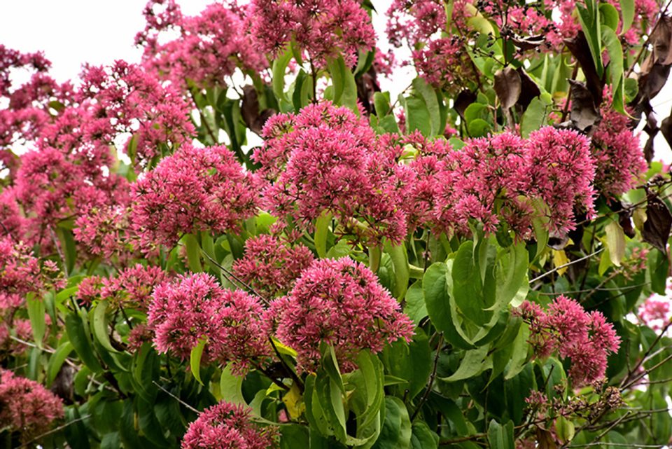 Heptacodium 'Temple of Bloom'