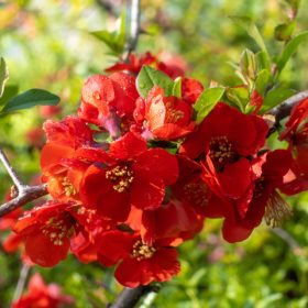 Chaenomeles 'Texas Scarlet'