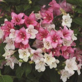 Weigela 'Colourtwist® Trilogy'